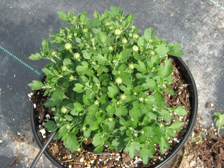Overhead view of a compact green garden mum in a black pot with numerous round buds just beginning to swell.